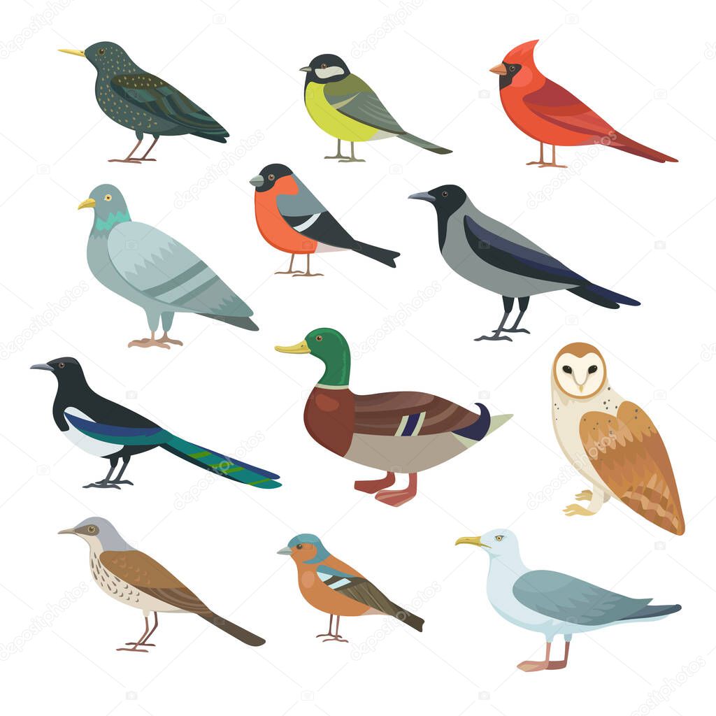 Big set of city birds. Vector illustration. 