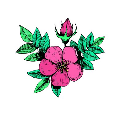 Klasik köpek gülü çiçek elementi. Vektör illüstrasyonu.