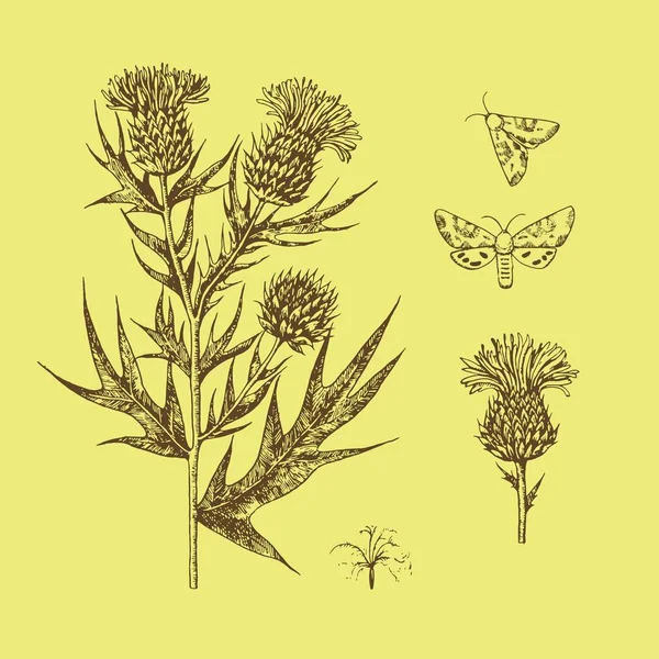 Schwarz-weiße Gravierillustration mit Distelblumen. — Stockvektor