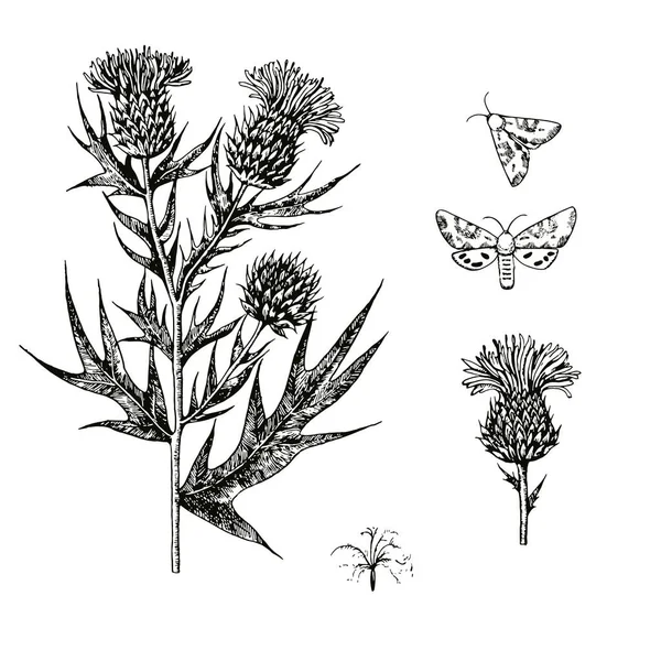 Illustration gravure à l'encre noire et blanche avec des fleurs de chardon. — Image vectorielle