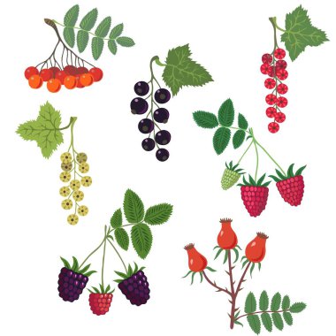 Bahçe ve yabanmersinleriyle dolu..