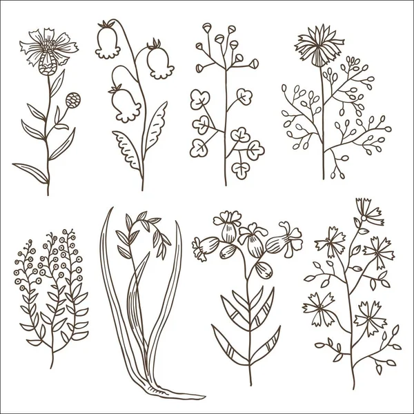 Великий набір старовинних оригінальних лінійних мистецьких лугових рослин . — стоковий вектор