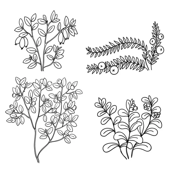 Set con bayas silvestres de línea blanca y negra — Archivo Imágenes Vectoriales