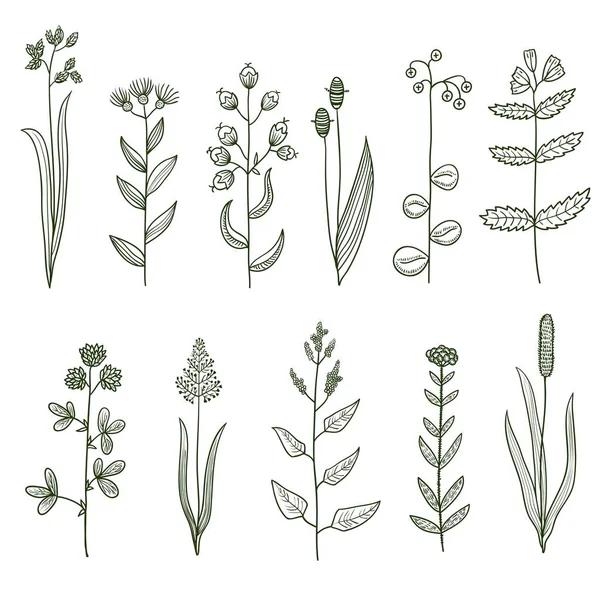 Grote set van vintage originele lijn kunst weide planten. — Stockvector