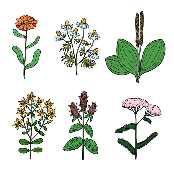 약초에 대한 여러 가지 고전적 인 원래의 식물학적 삽화. — 스톡 벡터