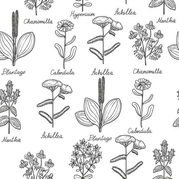 Sömlöst mönster med vintage botaniska illustrationer av medicinska örter. — Stock vektor