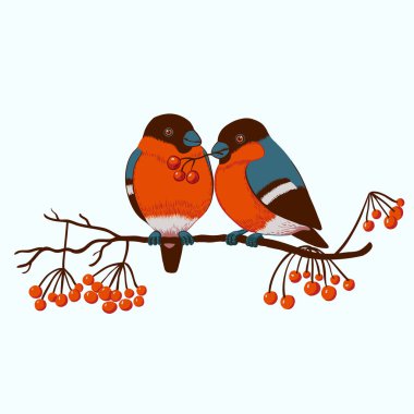 Noel kartpostalında ispinoz ve kar taneleri var.