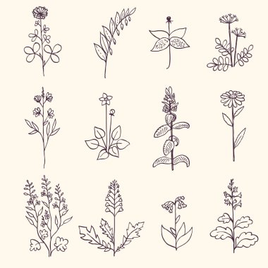 Şifalı bitkilerle mürekkep koleksiyonu.