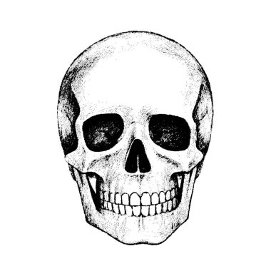 İnsan kafatası kalem el çizimi. İzole vektör illüstrasyonu.