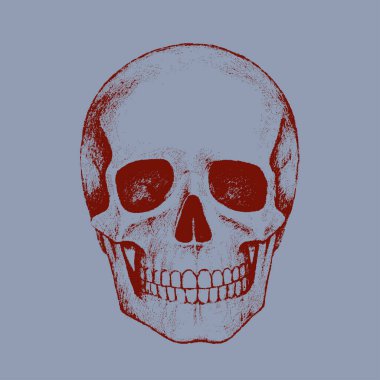 İnsan kafatası kalem el çizimi. İzole vektör illüstrasyonu.