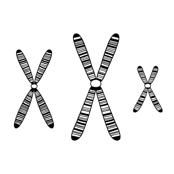 Conjunto de cromossomas listrados em preto e branco. Ilustração vetorial. Contexto biológico. — Vetor de Stock