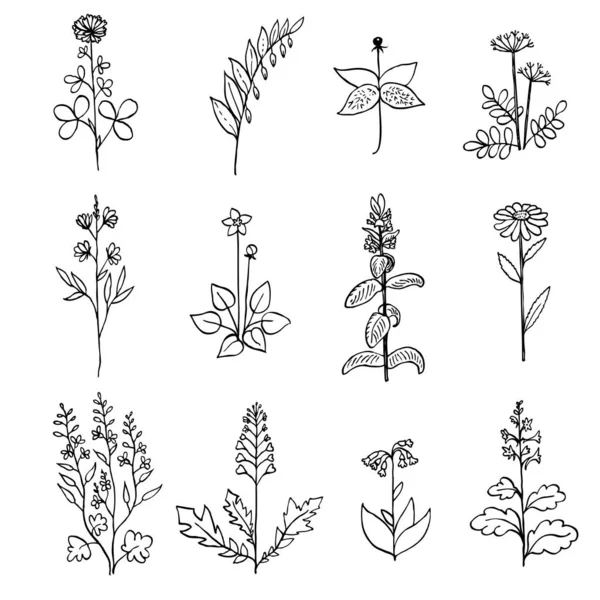 Ink drawn collection with medicinal herbs. — Stock Vector