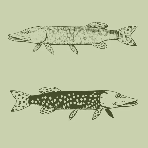 Set di pesci luccio dipinti a mano isolati — Vettoriale Stock
