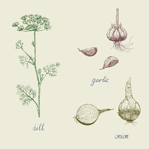 Jahrgang Gewürze, Knoblauch, Zwiebeln und Dill. — Stockvektor