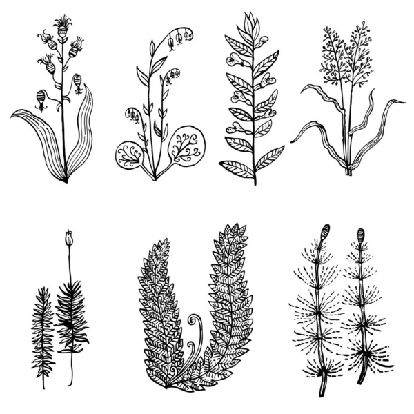 Set of ink drawn simple plants of forest and meadow — Stock Vector