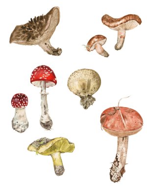 Orman mantarı seti. Suluboya gerçekçi illüstrasyon