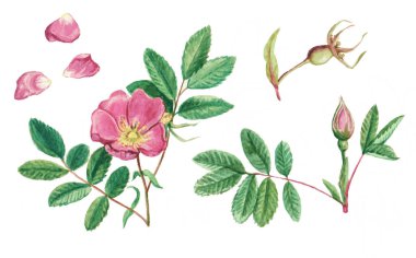 Köpek gül çiçekleri ve taç yaprakları. Klasik suluboya çizimi.