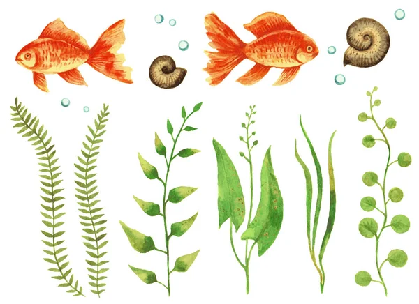 Ensemble aquarelle de poissons, plantes, escargots et bulles d'or d'aquarium. — Photo