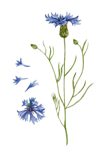 Blue cornflower flowers and petals. Watercolor illustration isolated on white background. — Stock Photo, Image