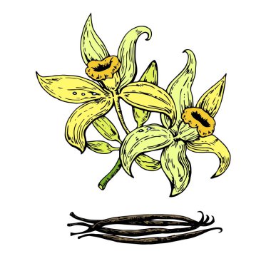 Kabuklu el yapımı vanilya çiçekleri. Vektör illüstrasyonu. 