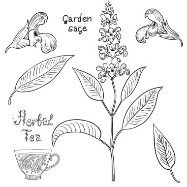 El çizimi adaçayı ve çiçek seti.