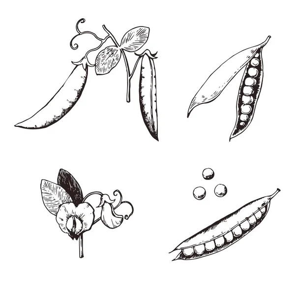 Collection of pease pods, seeds, flowers. Vector illustration. — Stock Vector