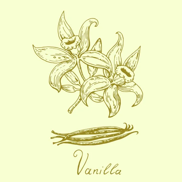 Hand drawn vanilla flowers with pods. Vector illustration. — Stock Vector