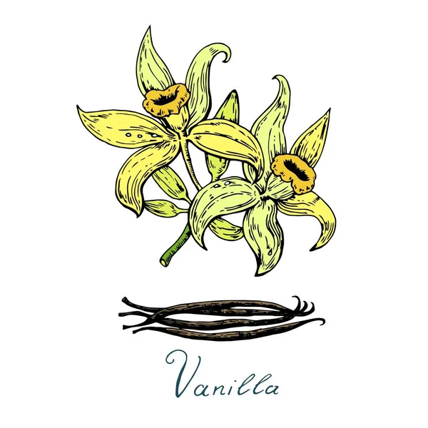 Hand drawn vanilla flowers with pods. Vector illustration. — Stock Vector