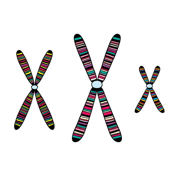 Ensemble de chromosomes colorés rayés. Illustration vectorielle. Contexte biologique. — Image vectorielle