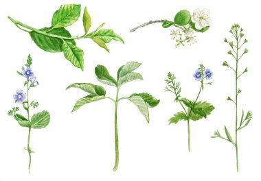 Beyaz arka planda izole edilmiş suluboya bahar bitkileri ve çiçekler..