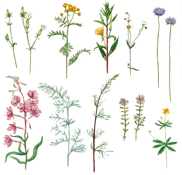 Watercolor set of various meadow plants and flowers. Realistic hand painting. — Stock Photo, Image