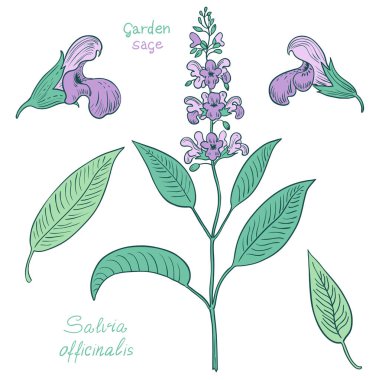 El çizimi adaçayı ve çiçek seti.