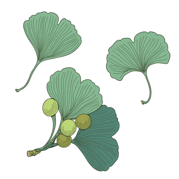 Set di semi e foglie di ginkgo biloba. Struttura della pianta vettoriale. — Vettoriale Stock
