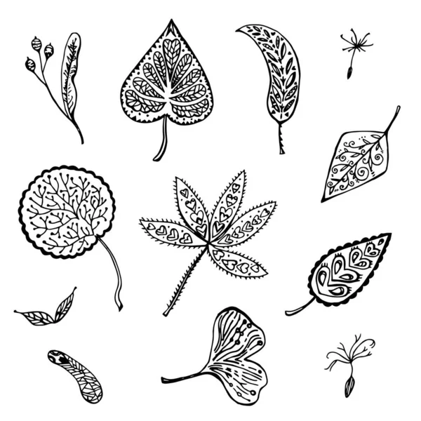 Autumn set of ornamental leafs and seed. Hand drawn vector illustration. — Stock Vector