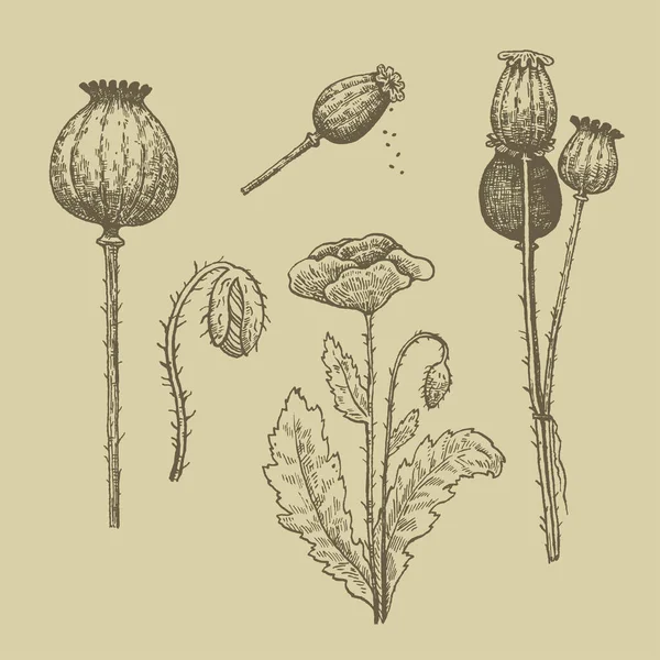 Conjunto vectorial de semillas de amapola y flores. Dibujo a mano de tinta. — Archivo Imágenes Vectoriales