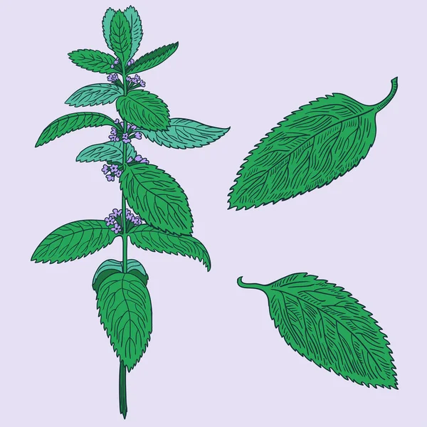 Set di foglie di menta e piante. Disegno a mano. — Vettoriale Stock