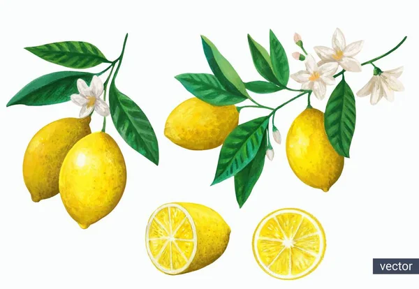 Beyaz arka planda çiçekli ve meyveli suluboya vintage limon dalları.