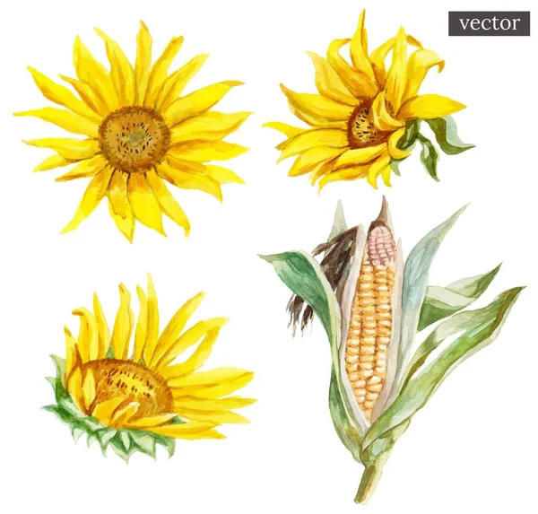 Set of vector watercolor painted sunflowers and corn, isolated on white background. — Stock Vector