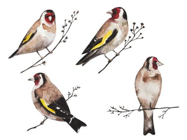 Dallardaki ispinoz kuşları, beyaz arka planda izole edilmiş.