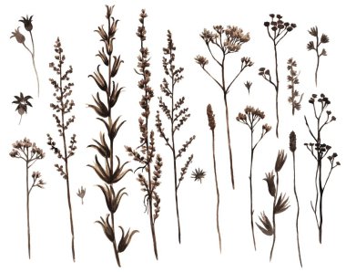 Bir demet çayır çiçeği dalları silueti. Suluboya çizimi