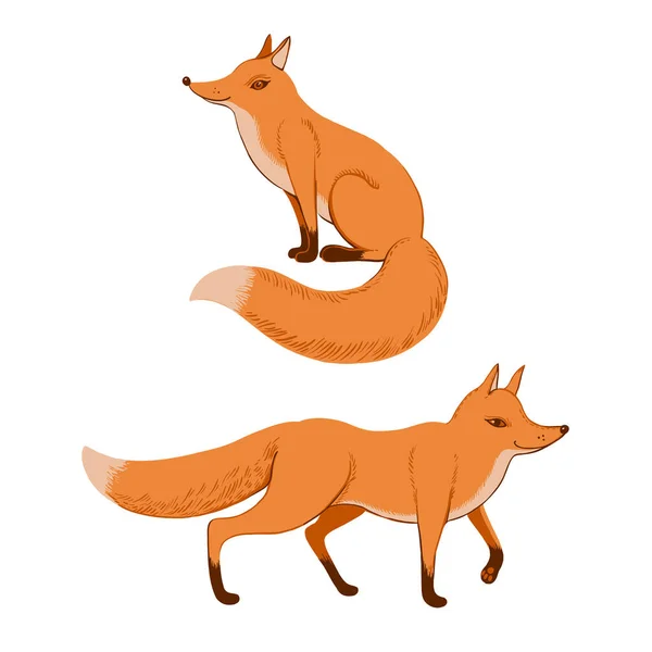 Mignon Assis Et Debout Roux Renard Roux Faune Patte Stock Photo 404 Mignon Assis Et Debout Roux Renard Roux Faune Patte Stock Photo 404