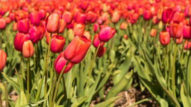 Keukenhof Bahçe, Hollanda çiçek açan büyük kırmızı lale.