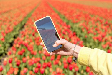 Kız kırmızı lale alanın Kuzey Hollanda'da Smartphone cep telefonu ile fotoğraf çekimi.