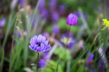 Mor anemon çiçekleri alan.