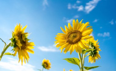 Parlak sarı ayçiçeği ve mavi gökyüzü arka plan üzerinde bir arıya.