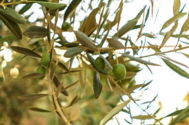 Yeşil zeytin ağacı dalı meyve ve yaprakları ile.