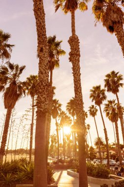Yalak palmiye ağaçları parlayan ışık ışınları ile Kaliforniya günbatımı sahnesi.