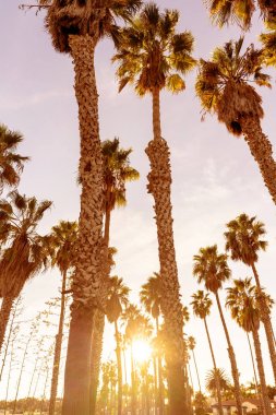 Santa Barbara, Kaliforniya'da palmiye ağaçlarıparlayan gün batımı ışıkları.
