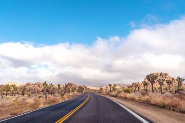 Yol kenarlarında Joshua ağaçlarıyla dolu bir tatlıda boş bir yol. California, Amerika Birleşik Devletleri.