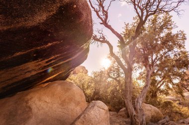 Yanmış bir ağaç ve ön planda büyük bir kaya ile Çöl günbatımı sahnesi.